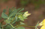 Bird's-foot trefoil